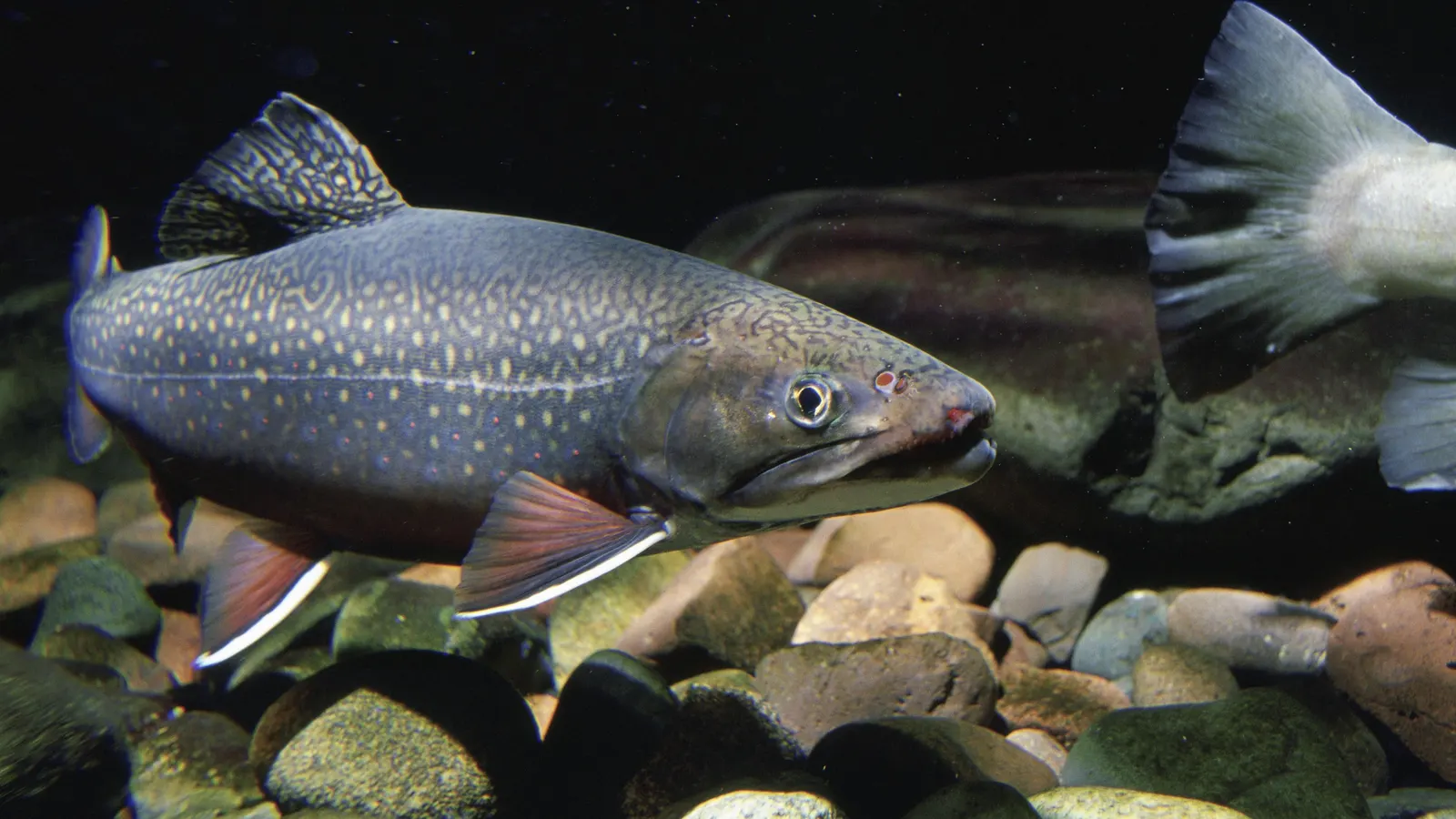 A wild brook trout with vermiculated back and red-orange, white-edged fins holding in a rocky native stream