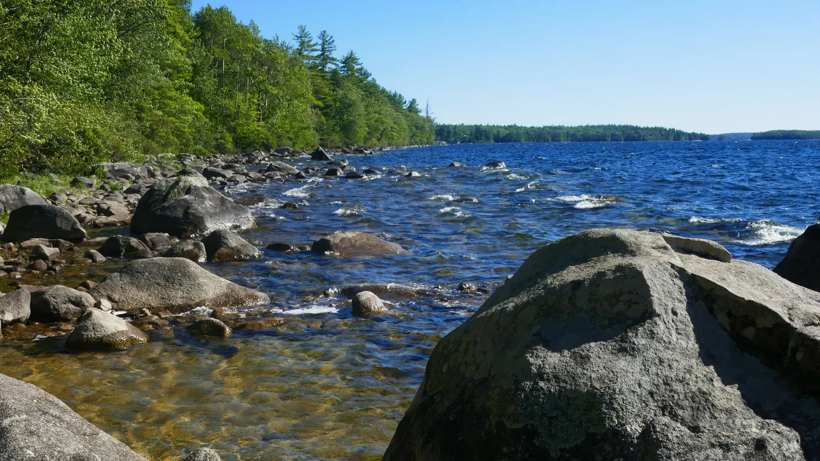 Boulder-strewn, pine-lined shoreline with clear shallow water along Sebago Lake, Maine