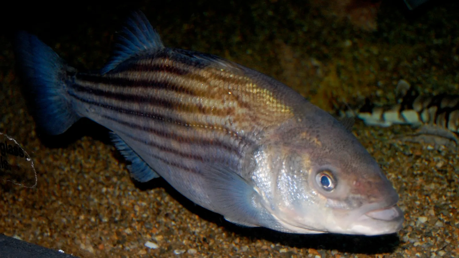A striped bass showing its dark horizontal stripes, holding low over a sandy bottom in dim water